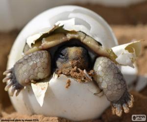 yapboz Bir kaplumbağanın doğuşu
